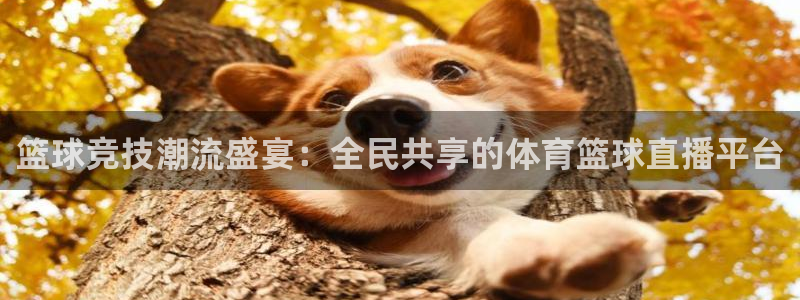搜球8直播nba直播：篮球竞技潮流盛宴：全民共享的体育篮球直播平台