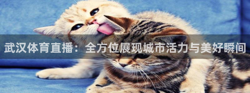 搜球吧直播 在线观看：武汉体育直播：全方位展现城市活力与美好瞬间